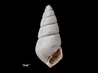 Odostomia haurakiensis