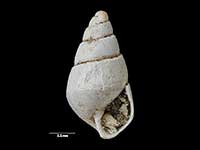 Odostomia manukauensis