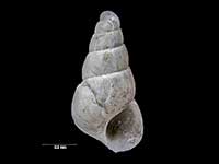 Odostomia parvacutangula