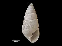 Odostomia pervaga