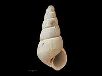 Odostomia vaga