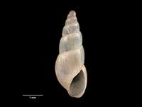 Odostomia vestalis