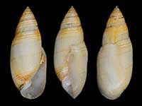 Pupa affinis