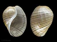 Hydatina physis