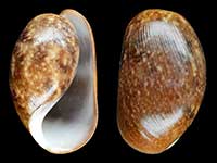 Bulla vernicosa