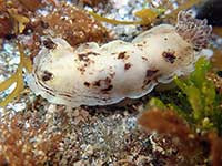 Aphelodoris luctuosa