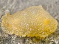 Dendrodoris citrina