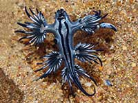 Glaucus atlanticus