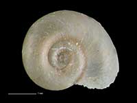 Gyraulus corinna