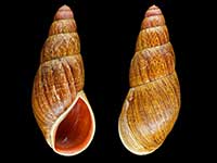 Basileostylus bollonsi