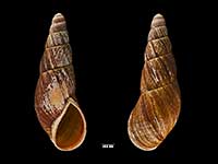 Basileostylus bollonsi arbutus
