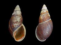 Maoristylus ambagiosus watti