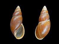 Maoristylus ambagiosus michiei