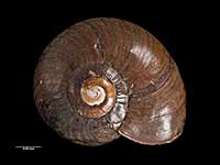 Powelliphanta fletcheri