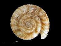 Cavellia anguicula