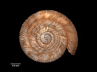 Cavellia irregularis