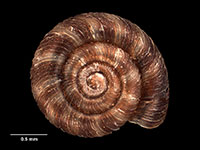 Fectola melchior