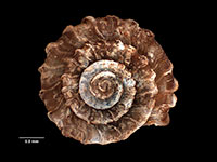 Fectola paytoni