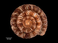 Fectola unidentata