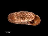 Pseudegestula brookesi