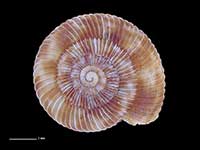 Allodiscus austrodimorphus