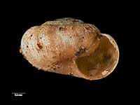 Allodiscus basiliratus