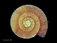 Allodiscus chion