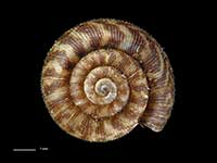 Allodiscus cooperi