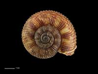 Allodiscus dimorphus