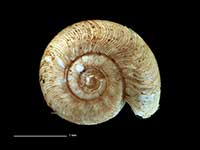 Canallodiscus fectoloides