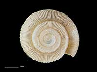 Allodiscus godeti