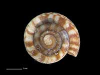 Granallodiscus granum