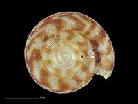 Allodiscus tullia