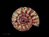 Allodiscus venulatus