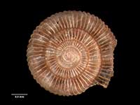 Allodiscus wairoaensis