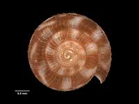 Hirsutodiscus rakiura