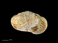 Neophenacohelix giveni