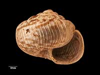 Phenacohelix pilula