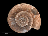 Pseudallodiscus ponderi