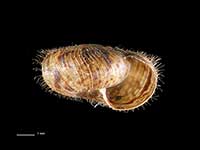 Neophenacohelix ziczac