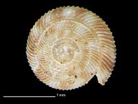 Ptychodon leiodon