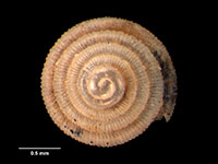 Zelandiscus elevatus