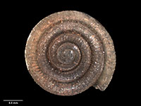 Zelandiscus worthyi