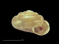 Paralaoma thomsoni