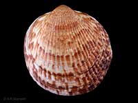 Tucetona laticostata