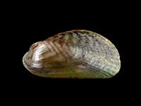 Arcuatula senhousia