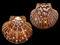 Pecten novaezelandiae