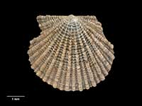 Cyclopecten secundus