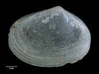 Mysella morioria