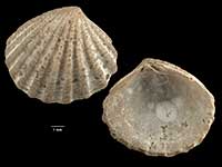 Pleuromeris ultima